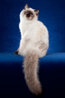 Picture of Ragdoll cat in studio on blue background