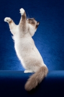 Picture of Ragdoll cat in studio on blue background