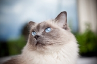 Picture of Ragdoll cat looking up