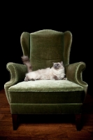 Picture of Ragdoll cat lying down in chair