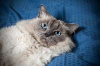 Picture of Ragdoll Cat lying on blanket 