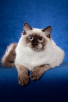 Picture of Ragdoll cat on blue background and looking at camera