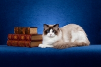 Picture of Ragdoll cat on blue background with books