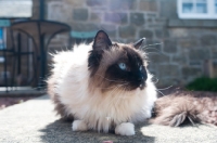 Picture of Ragdoll cat on patio in sunshine