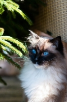 Picture of Ragdoll cat portrait
