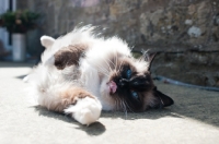 Picture of Ragdoll cat reclining in sunshine