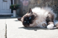 Picture of Ragdoll cat reclining in sunshine