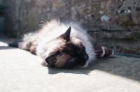 Picture of Ragdoll cat reclining in sunshine