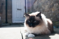 Picture of Ragdoll cat resting in sunshine