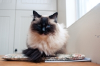 Picture of Ragdoll cat resting on kitchen table, looking at camera disapprovingly