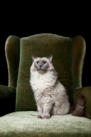 Picture of Ragdoll cat sitting in chair
