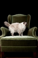 Picture of Ragdoll cat standing in chair
