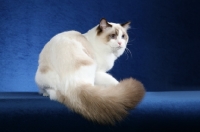 Picture of Ragdoll cat turning round