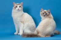 Picture of Ragdoll cats, Seal Lynx Point Mitted and Blue Lynx Point Bi-Color