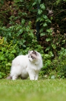 Picture of Ragdoll cross Persian in garden