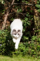 Picture of Ragdoll cross Persian jumping through greenery