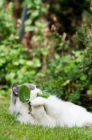 Picture of Ragdoll cross Persian playing with leaf