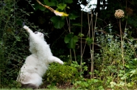 Picture of Ragdoll cross Persian playing in garden