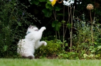 Picture of Ragdoll cross Persian reaching