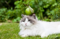 Picture of Ragdoll cross Persian with apple on head