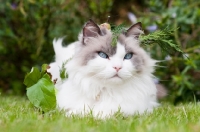 Picture of Ragdoll cross Persian