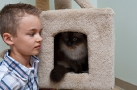 Picture of Ragdoll in cat tree