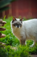 Picture of Ragdoll in garden