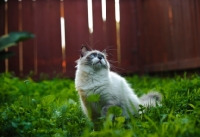 Picture of Ragdoll in garden