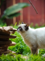 Picture of Ragdoll in garden