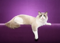 Picture of Ragdoll in studio