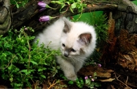 Picture of ragdoll kitten amongst greenery