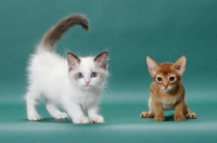 Picture of Ragdoll kitten and Sorrel (Red) Abyssinian kitten