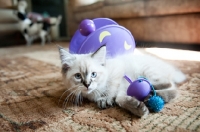 Picture of Ragdoll kitten at 8 weeks with toy