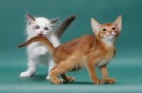 Picture of Ragdoll kitten biting tail of Sorrel (Red) Abyssinian kitten