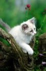 Picture of ragdoll kitten exploring. blue colourpoint