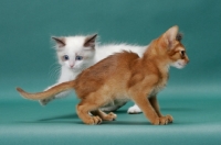Picture of Ragdoll kitten looking at Sorrel (Red) Abyssinian kitten's tail