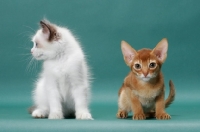 Picture of Ragdoll kitten next to Sorrel (Red) Abyssinian kitten