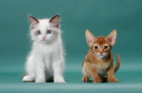 Picture of Ragdoll kitten next to Sorrel (Red) Abyssinian kitten