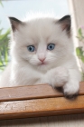 Picture of ragdoll kitten on window ledge