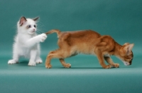 Picture of Ragdoll kitten playing with Abyssinian kitten's tail