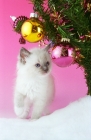 Picture of Ragdoll kitten under Christmas tree