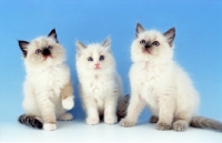 Picture of Ragdoll kittens showing the three patterns