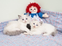 Picture of Ragdoll kittens with doll