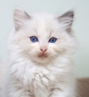 Picture of ragdoll kitten