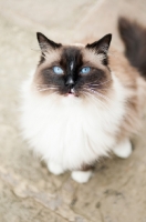 Picture of Ragdoll looking at camera