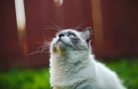 Picture of Ragdoll looking up