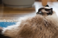 Picture of Ragdoll, lying down, back view