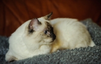 Picture of Ragdoll lying down