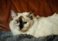 Picture of Ragdoll lying down