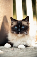 Picture of Ragdoll lying down